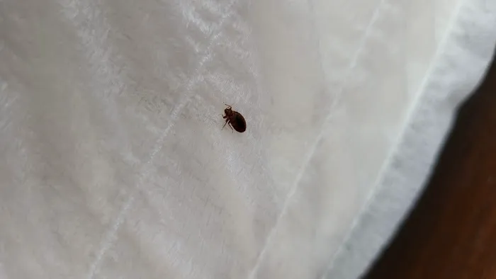 Ehrlich Pest Control Picture 6