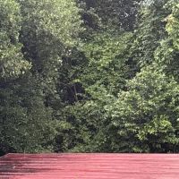 ProForce Pest Control - Charleston ico