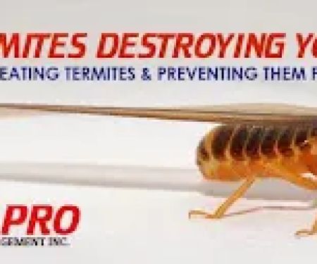 Allpro Pest Management Inc.