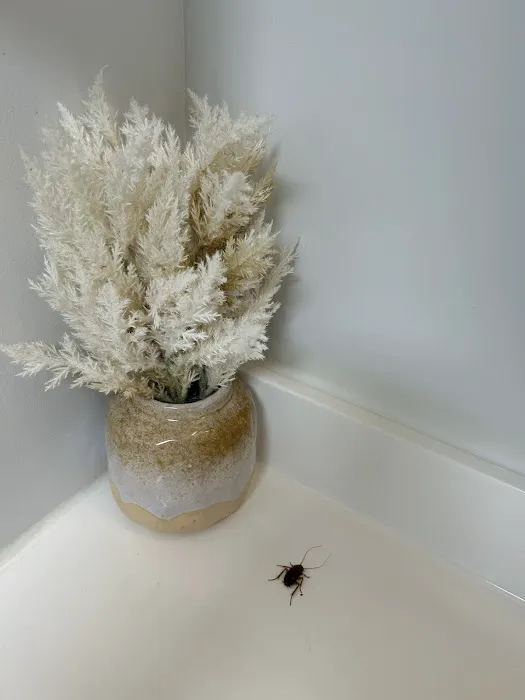 Spartina Pest Management Picture 9