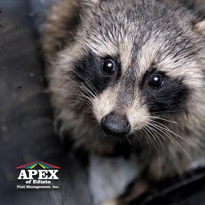 Apex of Edisto Pest Management Picture 6