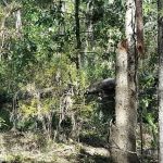 Apex of Edisto Pest Management