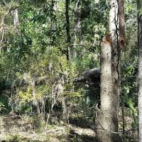 Apex of Edisto Pest Management ico