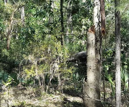 Apex of Edisto Pest Management