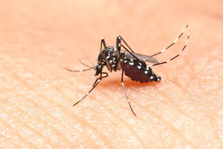 Mosquito Squad of Columbia Picture 9