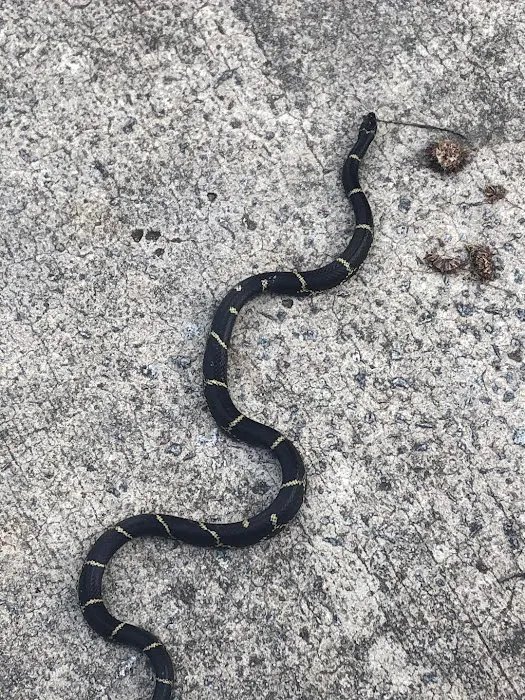 Wild Shield Wildlife Removal Picture 3