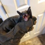 Wild Shield Wildlife Removal