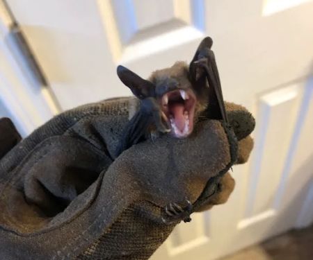 Wild Shield Wildlife Removal
