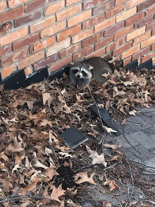 Wild Shield Wildlife Removal Picture 2