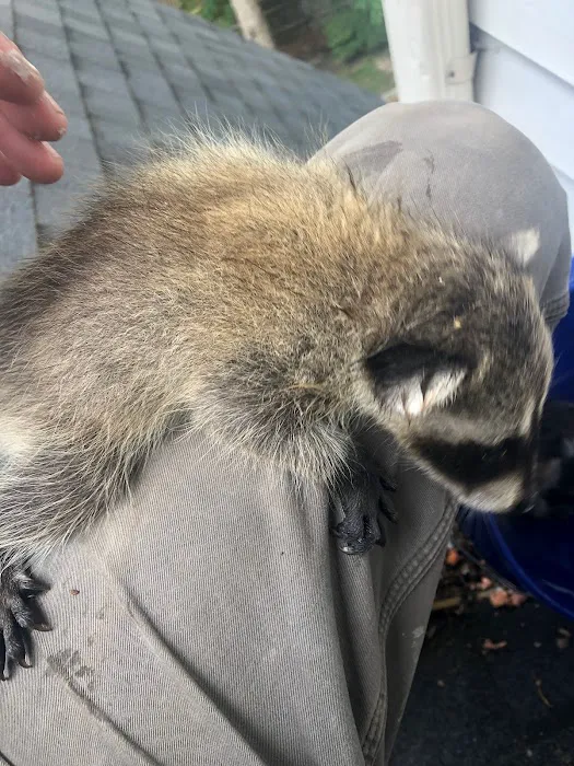 Wild Shield Wildlife Removal Picture 5