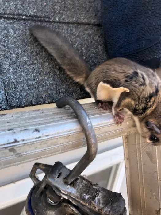 Wild Shield Wildlife Removal Picture 7