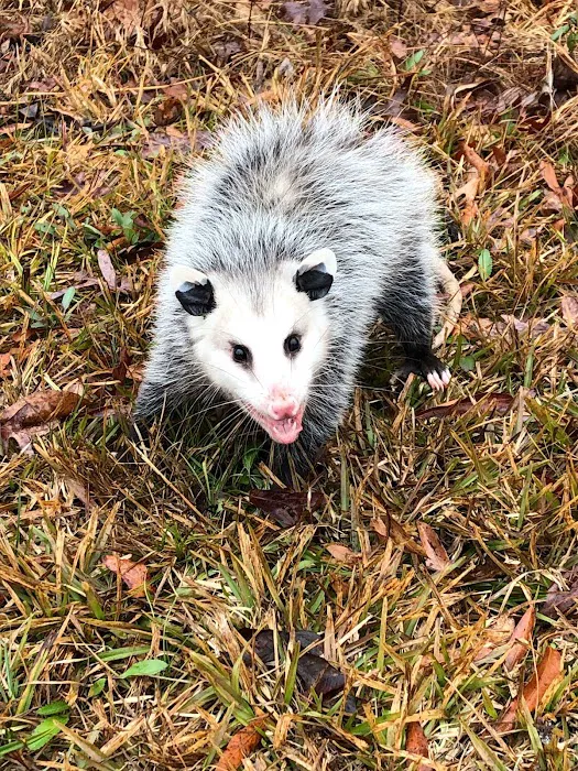 Wild Shield Wildlife Removal Picture 10