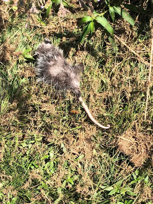 Wild Shield Wildlife Removal Picture 8