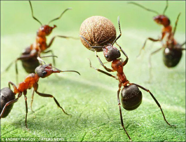 Brett's Pest Control Inc. Picture 8