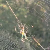 Brett's Pest Control Inc. ico