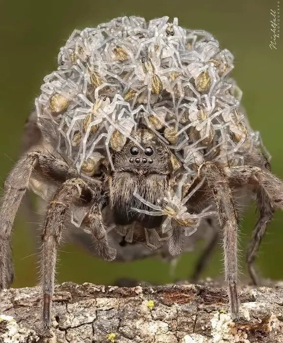 Brett's Pest Control Inc. Picture 2