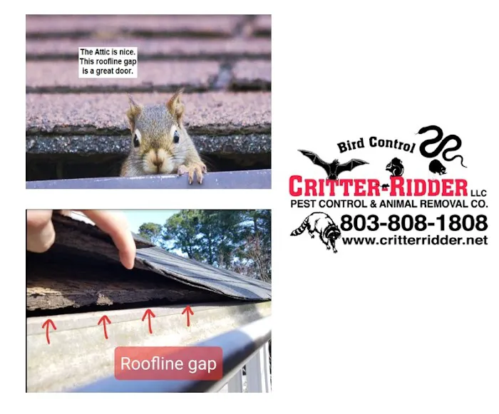 Critter-Ridder, LLC Wildlife Removal Specialist Picture 5