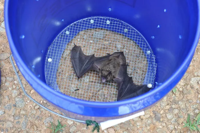 Critter-Ridder, LLC Wildlife Removal Specialist Picture 8