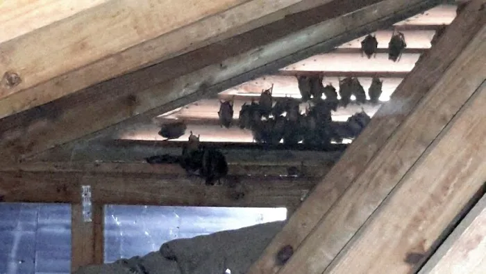 Critter-Ridder, LLC Wildlife Removal Specialist Picture 2