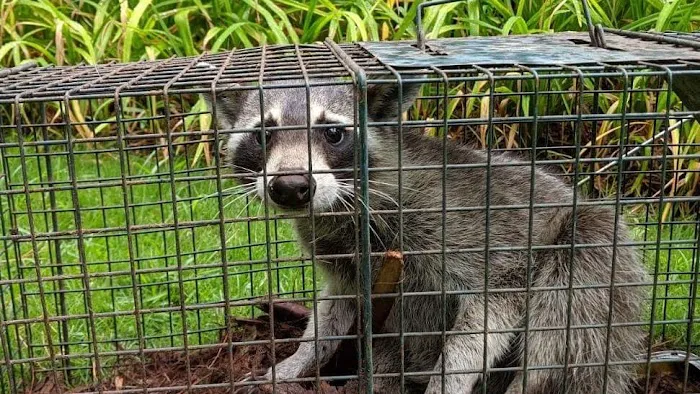 Critter-Ridder, LLC Wildlife Removal Specialist Picture 1