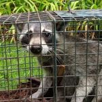 Critter-Ridder, LLC Wildlife Removal Specialist