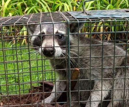 Critter-Ridder, LLC Wildlife Removal Specialist