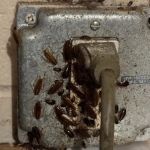 Lamp's Pest Solutions