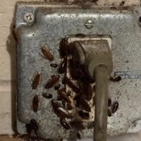 Lamp's Pest Solutions ico