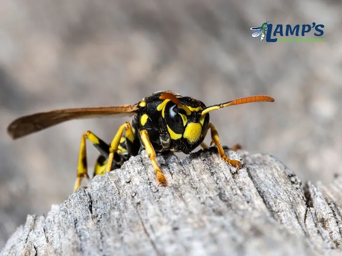 Lamp's Pest Solutions Picture 2