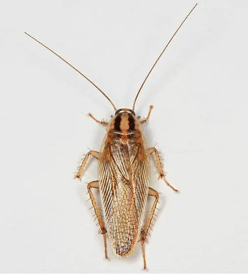 Lamp's Pest Solutions Picture 6