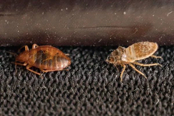 The Original Bugman Pest Elimination, Inc. Picture 2
