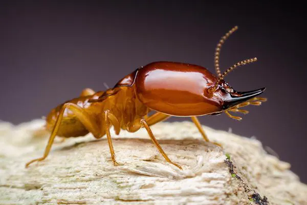 The Original Bugman Pest Elimination, Inc. Picture 5