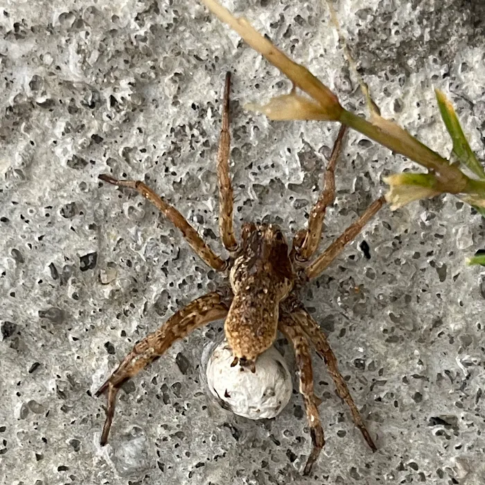 The Original Bugman Pest Elimination, Inc. Picture 7