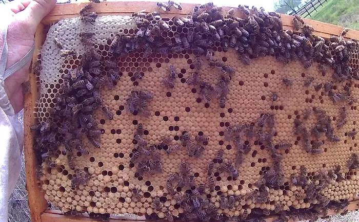 Babers Bee Company Picture 9
