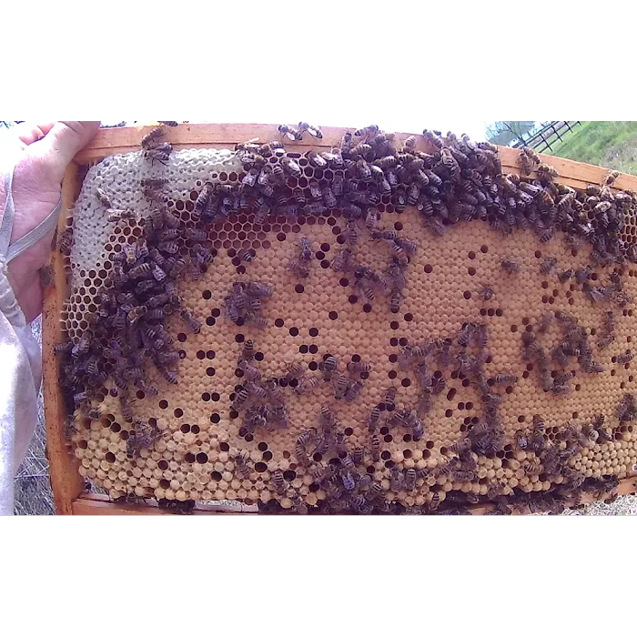 Babers Bee Company Picture 8