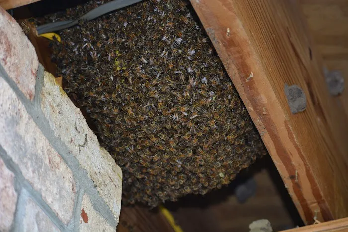 Babers Bee Company Picture 3