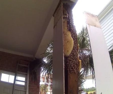 Babers Bee Company