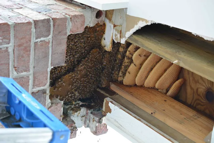 Babers Bee Company Picture 10