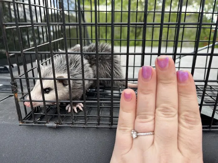 Best Pest & Animal Control Picture 2