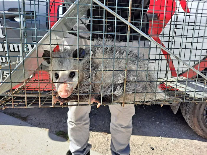 Best Pest & Animal Control Picture 5