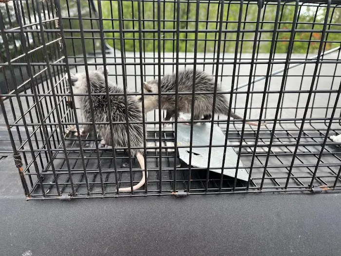 Best Pest & Animal Control Picture 9