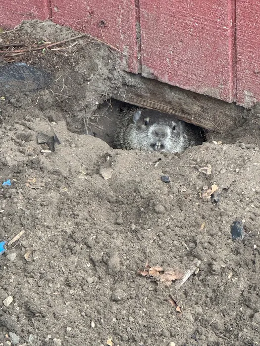 Best Pest & Animal Control Picture 10