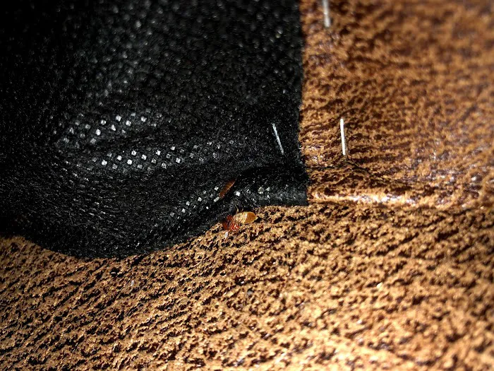 Best Pest & Animal Control Picture 8