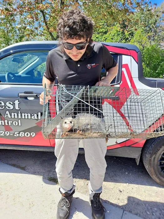 Best Pest & Animal Control Picture 6