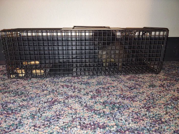 St. Clair County Critter Removal, LLC Picture 6