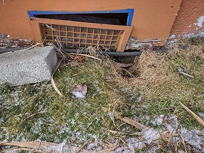 St. Clair County Critter Removal, LLC Picture 2