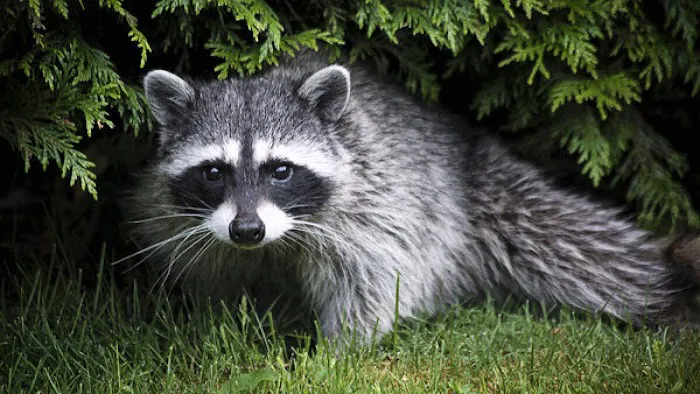 St. Clair County Critter Removal, LLC Picture 8
