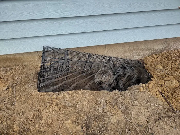 St. Clair County Critter Removal, LLC Picture 4