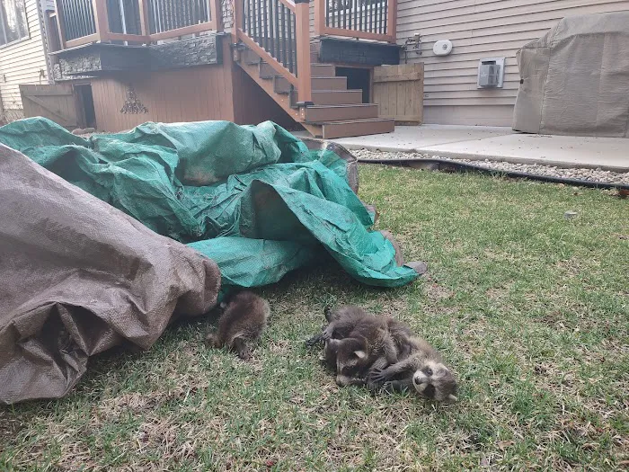 St. Clair County Critter Removal, LLC Picture 10