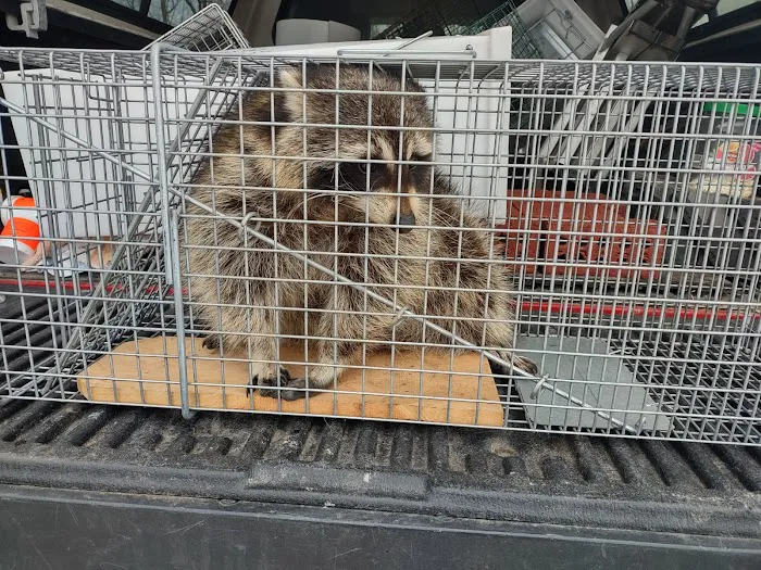 St. Clair County Critter Removal, LLC Picture 5
